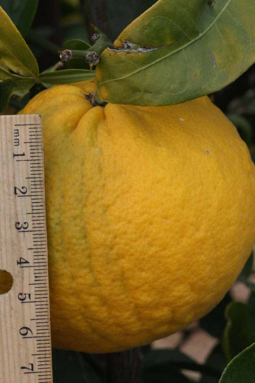              Fruit (Riverside, CA)       